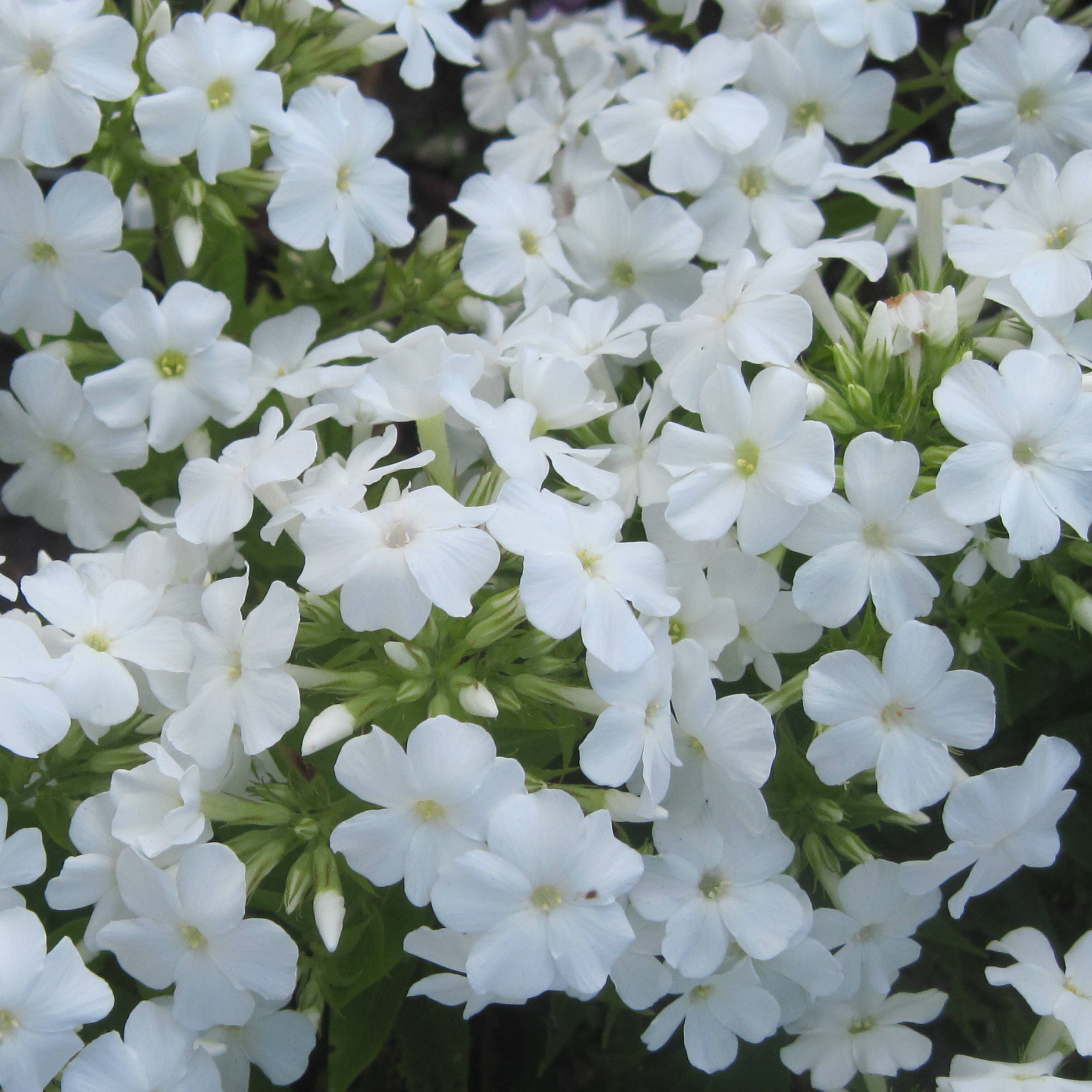 Описание вайт. Флокс Эрли Вайт. Флокс early White. Флокс метельчатый Эрли Вайт. Флокс метельчатый early® White.