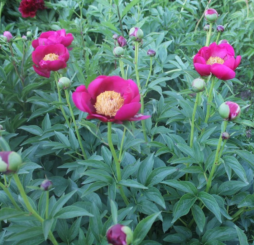 Sugar n spice. Paeonia Sugar 'n Spice. Сорт пиона Шугар. Пион Sugar'n Spice.