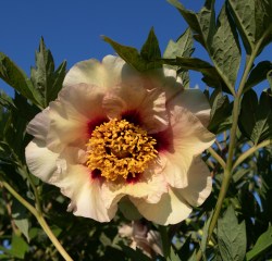 Clythie_1