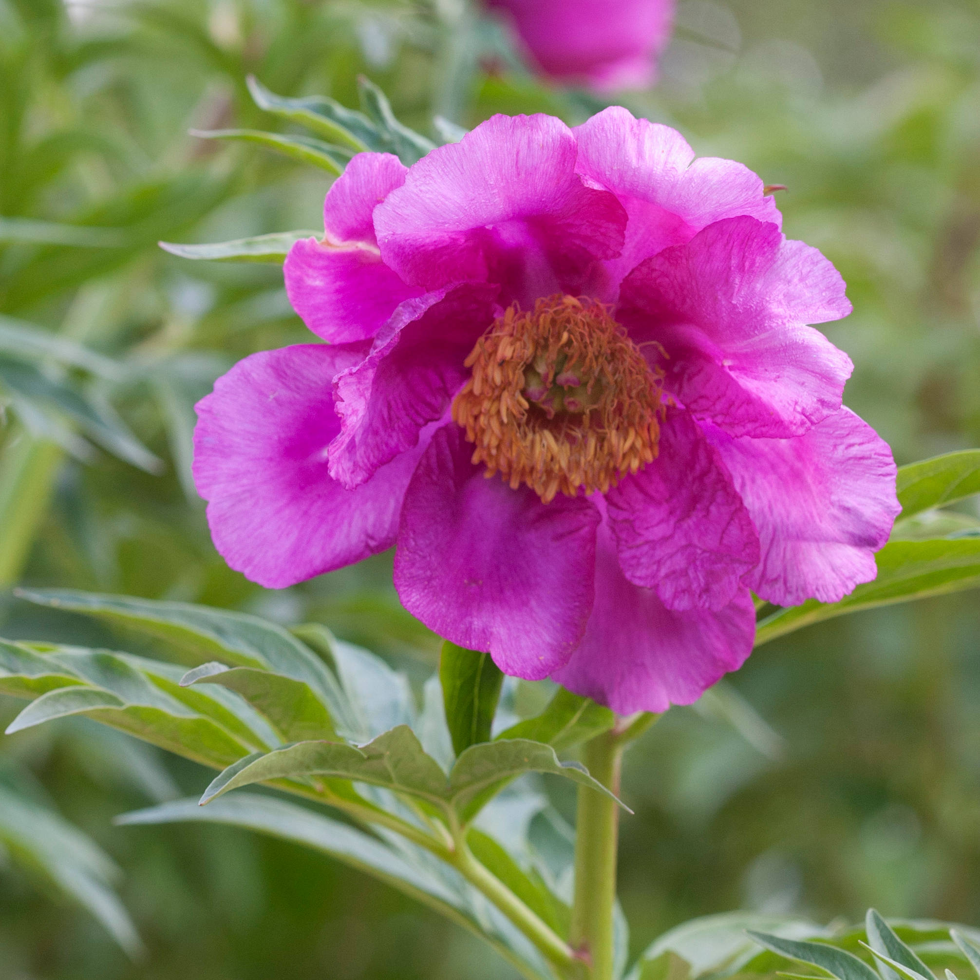 02.-anomala.CRW_2727s Paeonia anomala L. - Pilt 1