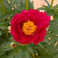 Bravura