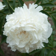 Mrs Edward Harding - Pilt 3