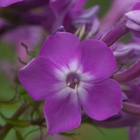20100914190704-phlox-branklyn Branklyn - Pilt 1