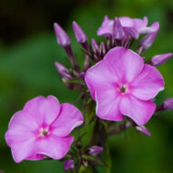 Cindarella