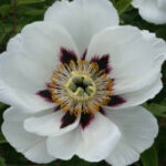Paeonia rockii