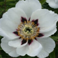 Paeonia rockii