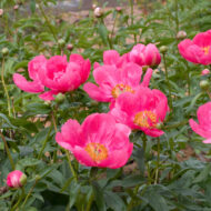 May Dawn