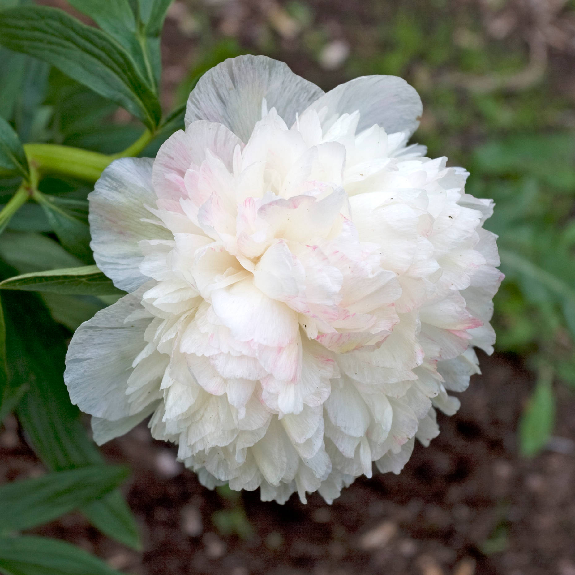 57.officinalis-Alba-Plena Alba Plena - Pilt 1