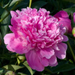 Edulis Superba