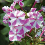 Adessa Lilac Twist