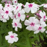 Adessa Pink Star - Pilt 2