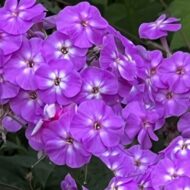 Adessa Purple Star - Pilt 2