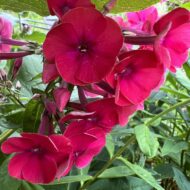 Adessa Red - Pilt 2