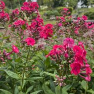 Adessa Red - Pilt 3