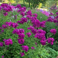 Adessa Special Deep Purple - Pilt 4