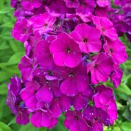 Adessa Special Deep Purple - Pilt 2
