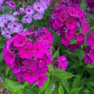 Adessa Special Deep Purple - Pilt 3