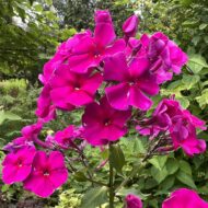 Adessa Special Deep Purple - Pilt 5