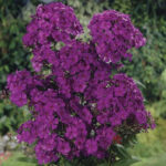 Adessa Special Deep Purple