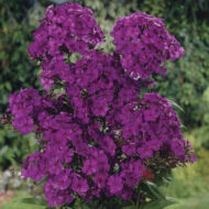 Adessa Special Deep Purple