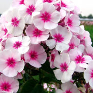 Adessa Pink Star