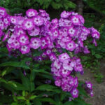 Adessa Purple Star