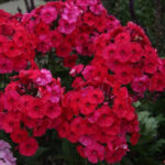 Adessa Red