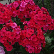 Adessa Red