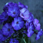 Aivazovski