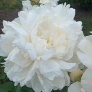 Amalia Olson