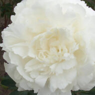 Ann Cousins