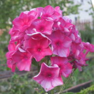 Anna Karenina - Pilt 2
