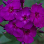 Anjuta