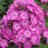 Arktur - Pilt 2