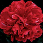 Auten's Red