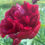 Auten's Red - Pilt 2