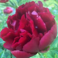 Auten's Red - Pilt 3