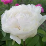 Balerina