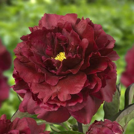 Black-Beauty-2 Black Beauty - Pilt 1