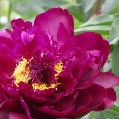 Black-Velvet Black Velvet - Pilt 1
