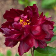 Black Velvet - Pilt 2