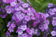 Blaue Gesine