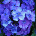 Blue Evening