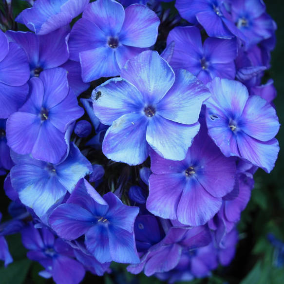 Blue-Evning Blue Evening - Pilt 1
