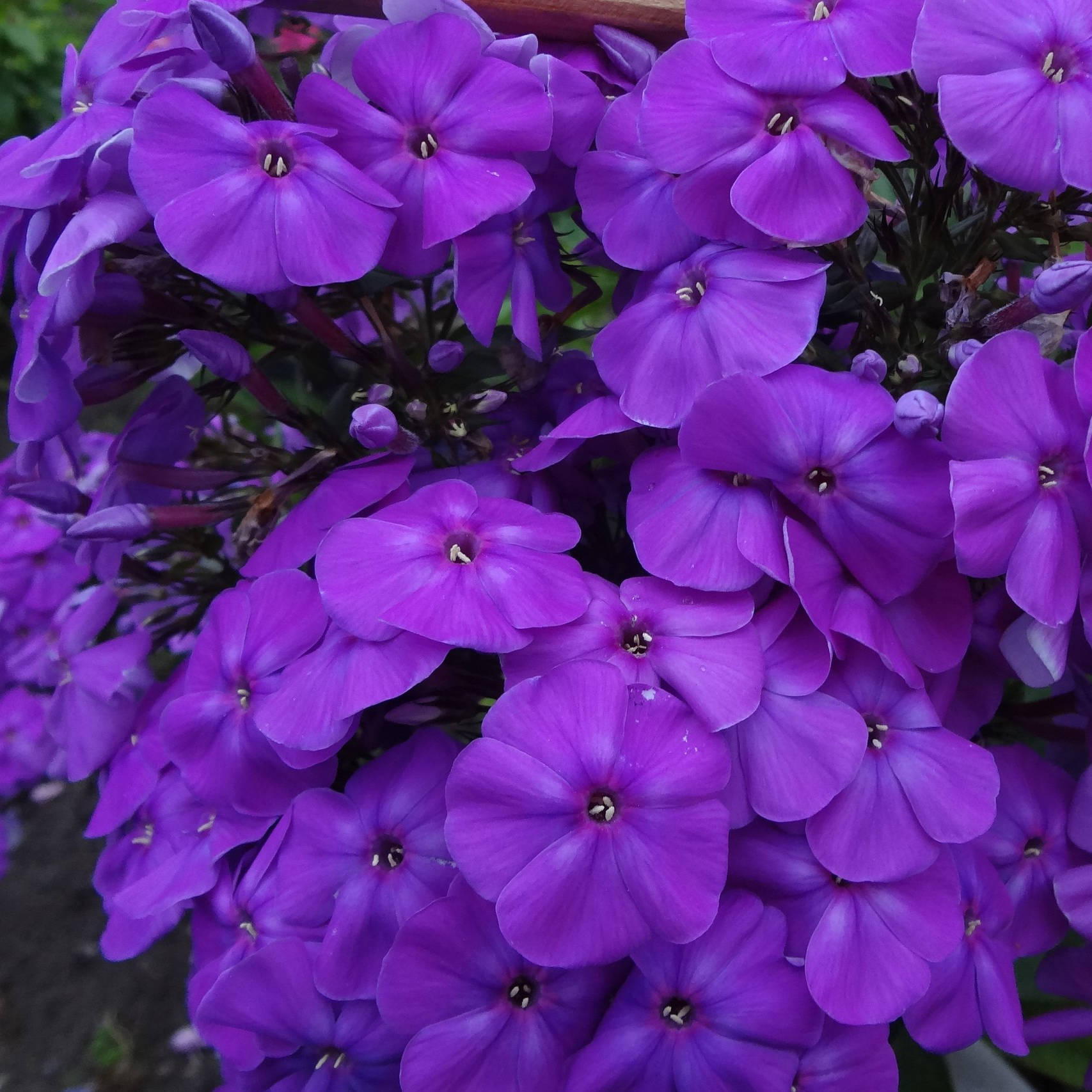 Blue-Night Blue Night - Pilt 1