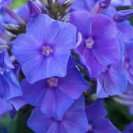 Blue Paradise - Pilt 2