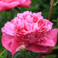 Bouquet Perfect - Pilt 2