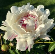 Boule de Neige - Pilt 3