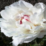 Boule de Neige