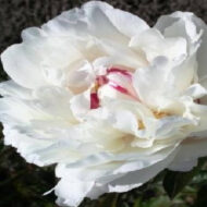 Boule de Neige